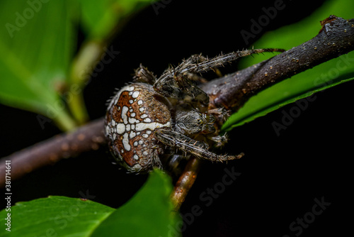 Beautiful spider lurking on a bush branch