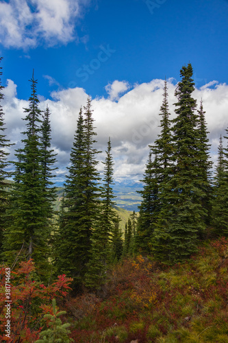 Pine trees, Fall foliage and white clouds