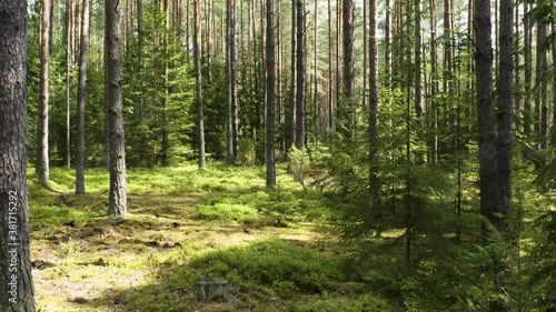 Drone shot flying on summer pine tree forest.