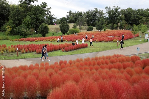 馬見丘陵公園のコキア畑