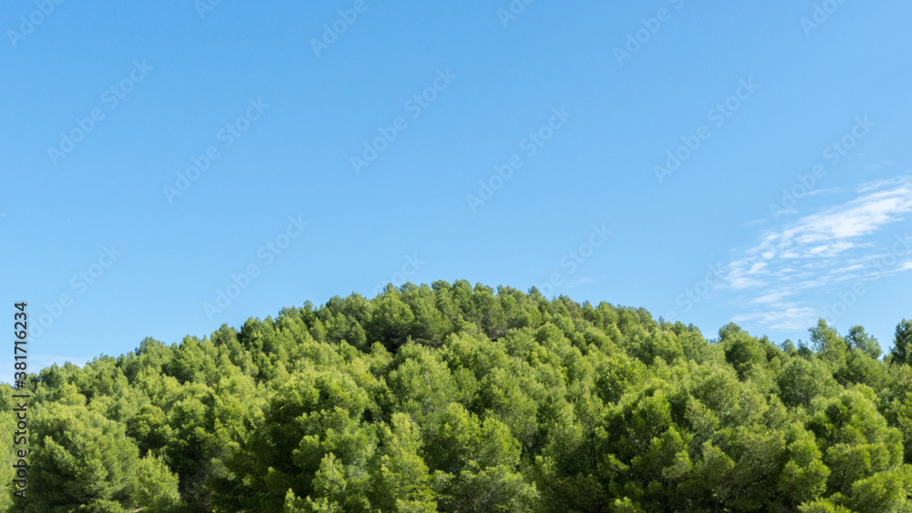 Pine forest on a sunny day.