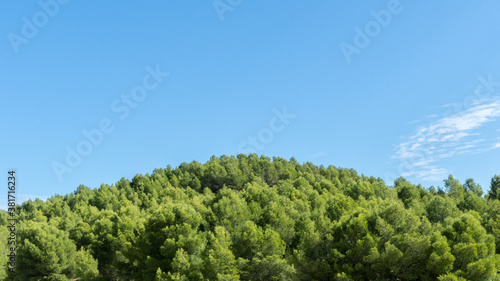 Pine forest on a sunny day. © Julián Mg