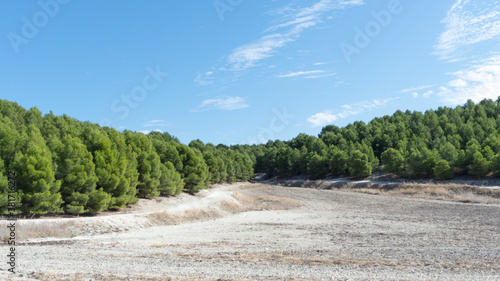 Pine forest south of Madrid
