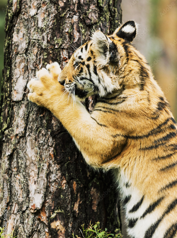 Little Ussuri tiger playing in the wild forest (Panthera tigris tigris ...