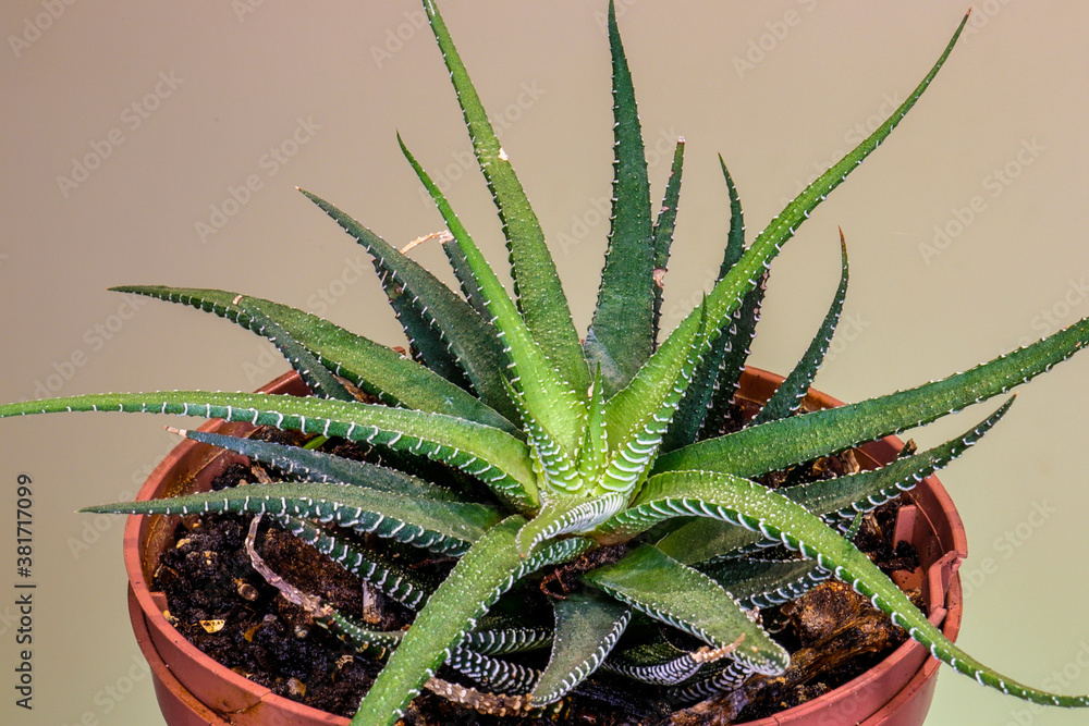 hawothia attenuata cacto suculenta aloe hawothia attenuata cacto suculenta aloe