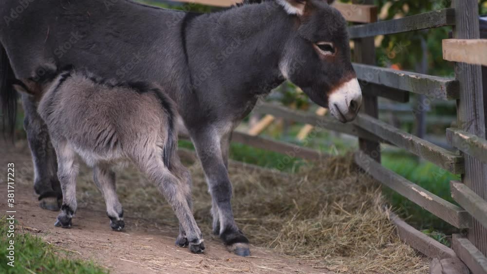 A cute little newborn miniature mediterranean donkey with a fringe standing under its mother, unsuccessfully trying to get to her milk,while she continues eating hay next to a plank fence, static 4k. A cute little newborn miniature mediterranean donkey with a fringe standing under its mother, unsuccessfully trying to get to her milk,while she continues eating hay next to a plank fence, static 4k.