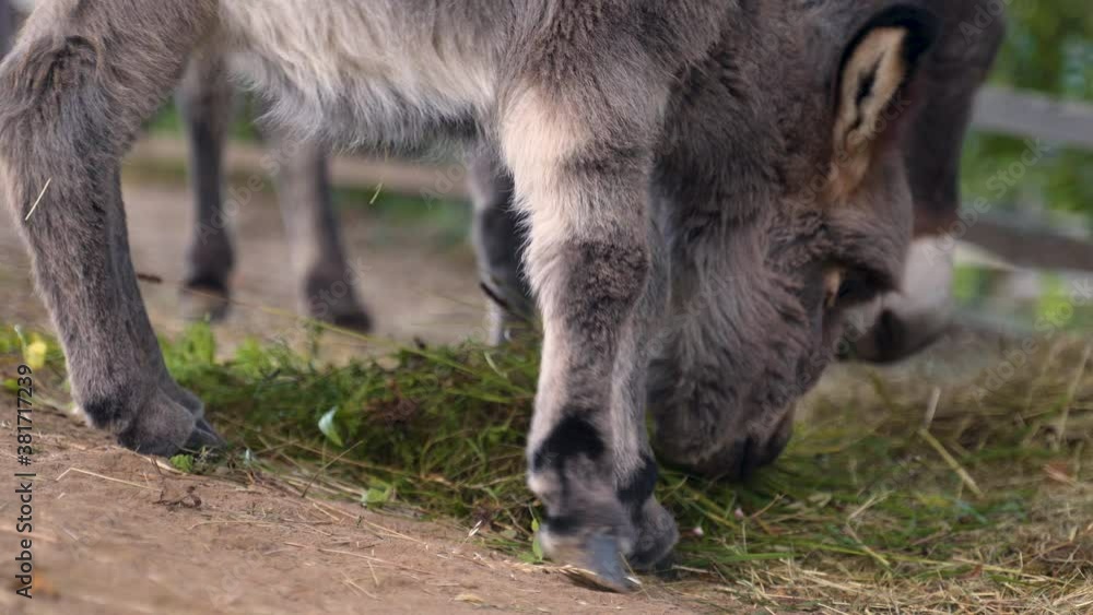 A cute little newborn miniature mediterranean donkey with a fringe eating hay and fresh green grass, clumsily balancing on its feet, its mother grazing behind, static close up 4k shot. A cute little newborn miniature mediterranean donkey with a fringe eating hay and fresh green grass, clumsily balancing on its feet, its mother grazing behind, static close up 4k shot.
