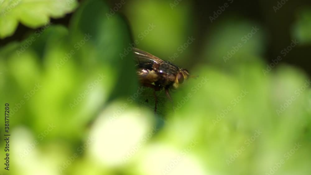 Macro steady shot of Hover fly Macro steady shot of Hover fly