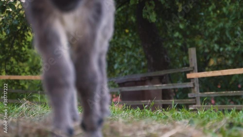 A cute little newborn miniature mediterranean donkey with a fringe standing in a farm pen, startled by something, jumping to the air and running into the camera, its ears pricked, static close up 4k. photo