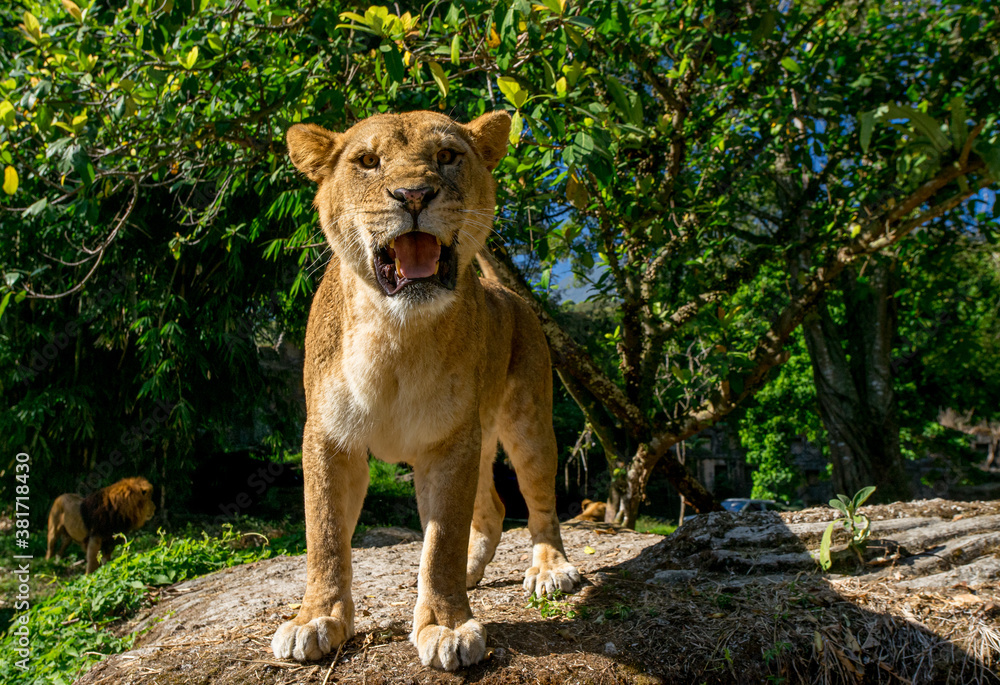 Lioness standing on high ground opening its mouth Lioness standing on high ground opening its mouth