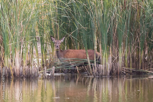 Fototapeta Naklejka Na Ścianę i Meble -  Jeleń szlachetny europejski Cervus elaphus elaphus w czasie rykowiska, miłosne święto zwierząt