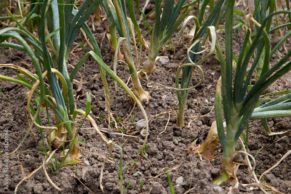 Obraz premium Oignons