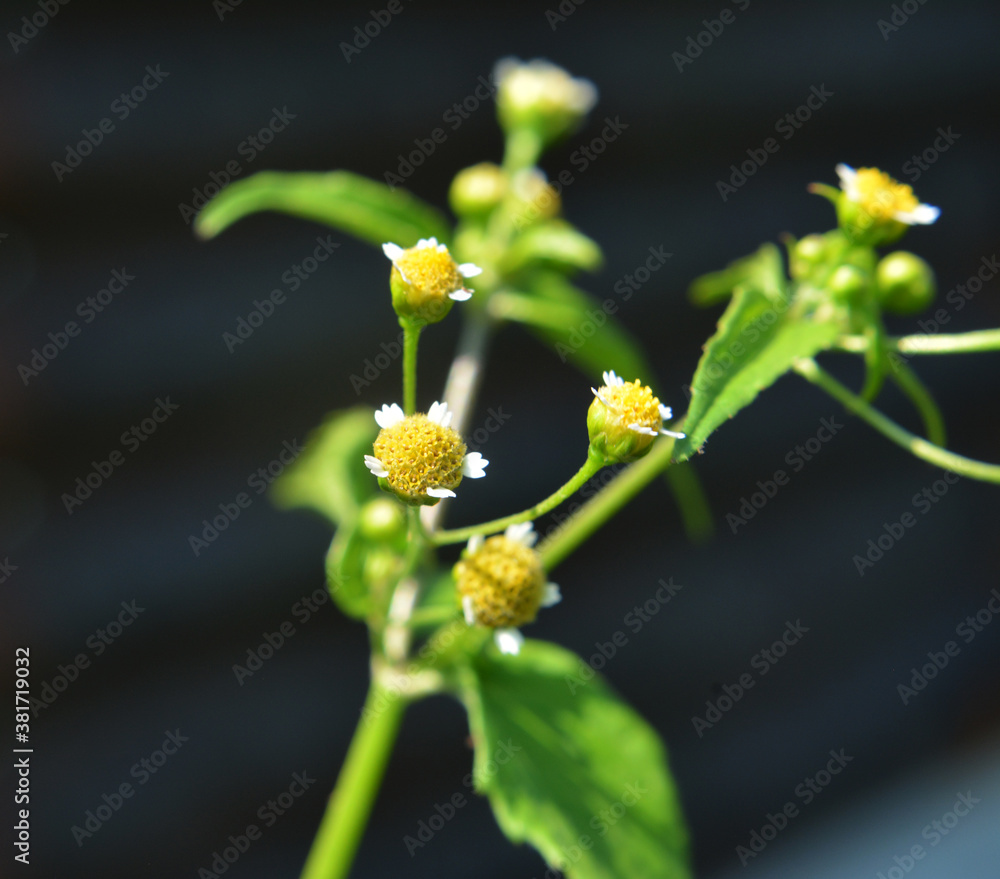 In the field it blooms galinsoga parviflora In the field it blooms galinsoga parviflora