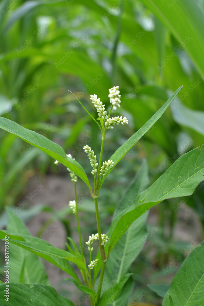 Weeds of Persicaria lapathifolia grow in the field Weeds of Persicaria lapathifolia grow in the field