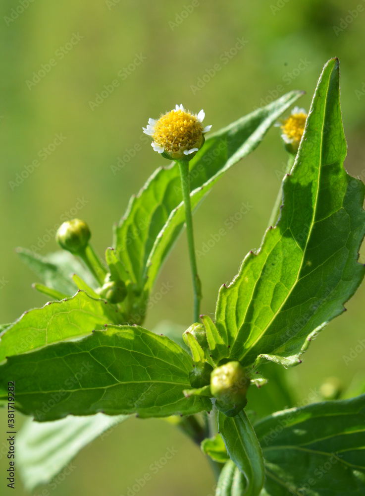 In the field it blooms galinsoga parviflora In the field it blooms galinsoga parviflora