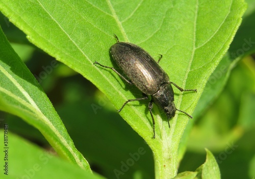 Brown tropical beetle om green leaf in Florida nature, closeup © natalya2015