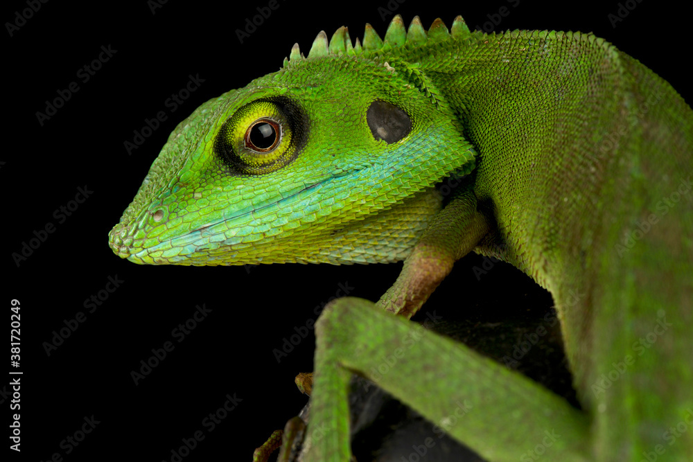 Fototapeta premium Green crested lizard (Bronchocela cristatella)