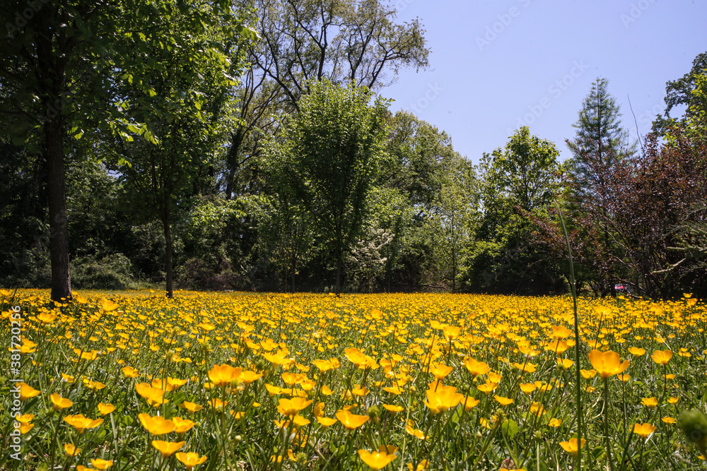 Obraz premium A field of wild yellow flowers in the sun in Silver-Spring (Maryland)