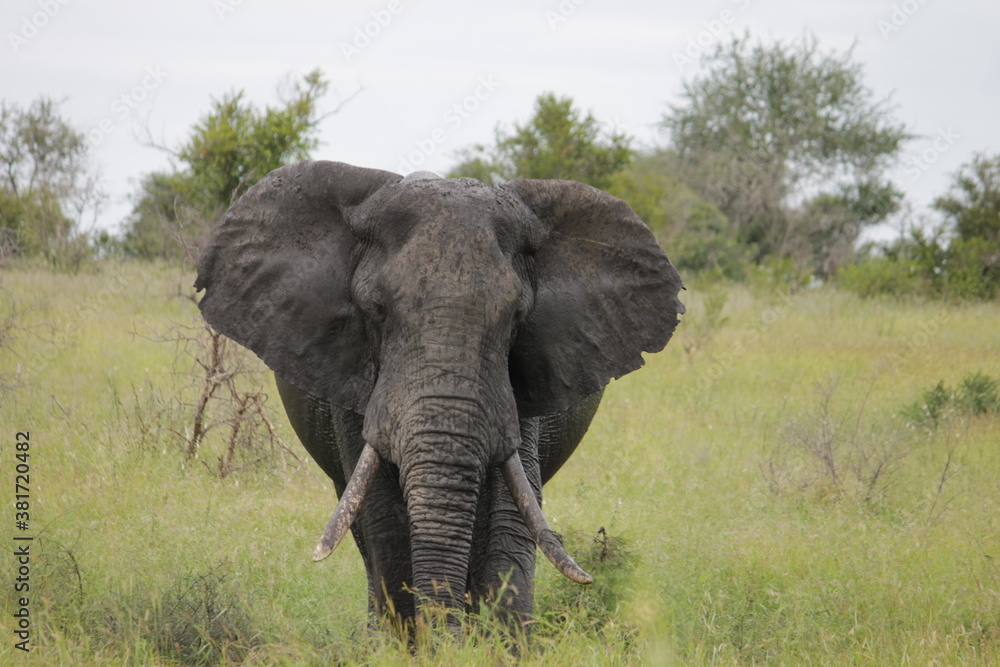 Fototapeta premium Photo Taken in Kruger National Park and Three Rondavels