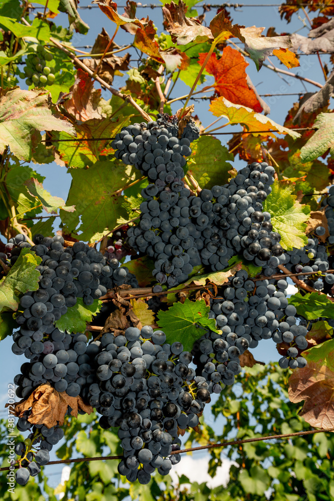 ripe blue grapes on a blue sky autumn atmosphere
