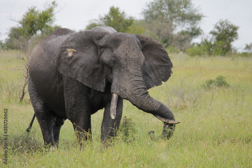 Fototapeta premium Photo Taken in Kruger National Park and Three Rondavels
