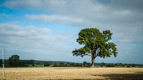 A large tree in a field in the path of HS2