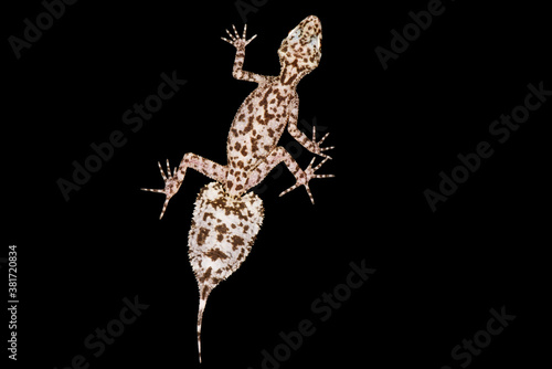 Mount Elliot leaf-tailed gecko  (Phyllurus amnicola) photo