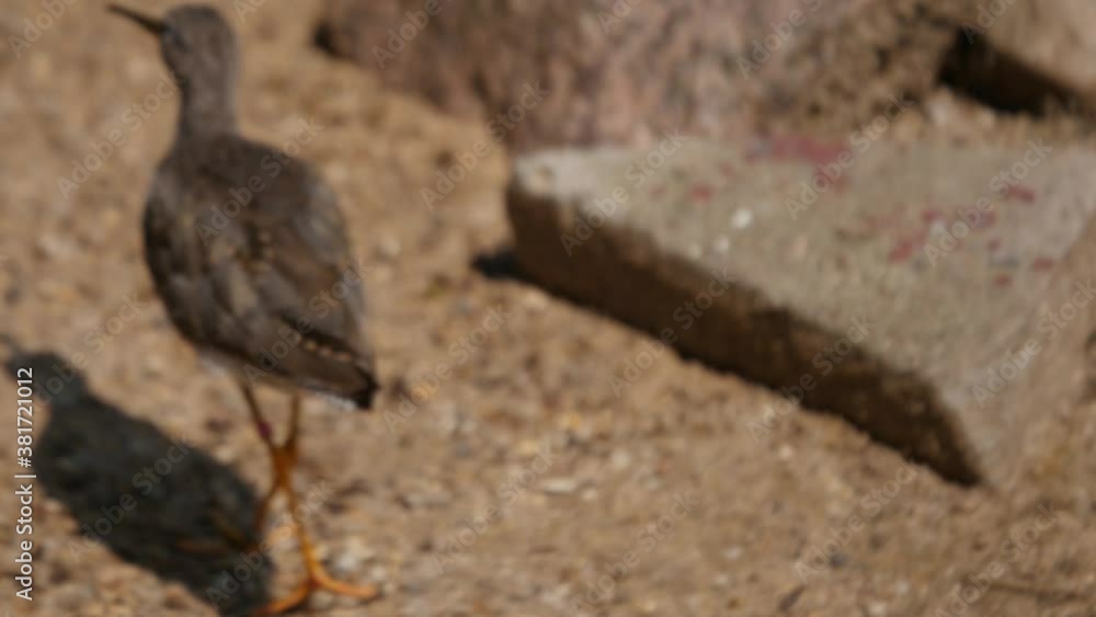 Curlew fledgling on sandy ground looking at camera, then walking out of focus area Curlew fledgling on sandy ground looking at camera, then walking out of focus area