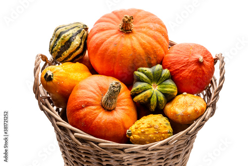 Multi-colored pumpkins in a large basket. Isolate on white background