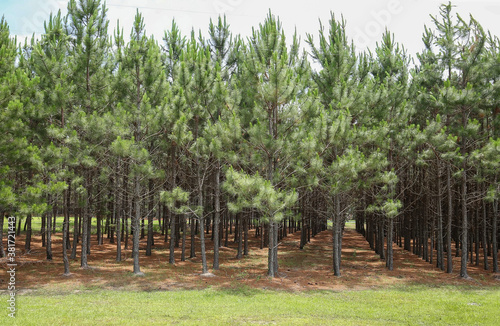 A grove of pine trees planted in a straight line so they grow straighter and taller as a result of direct competition for light. photo