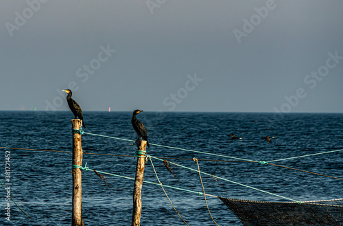 Two great black cormorants resting on fishing net poles by the sea. © henjon