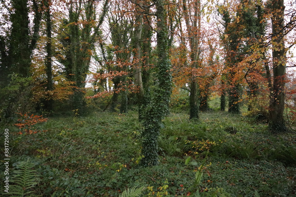 Obraz premium Autumn in the forest