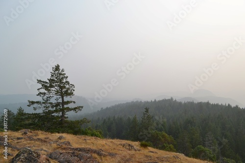 Jocelyn Hill Misty Scenery On Vancouver Island 