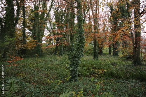 Autumn in the forest