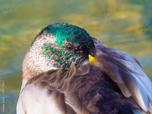 Closeup of a resting mallard duck, among the rich waterfowl wildlife of the shores of the Upper Zurich Lake (Obersee) along the Holtzsteg, St. Gallen, Switzerland photo