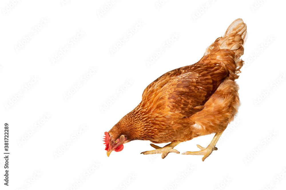 Fototapeta premium nice young brown hen on a white background