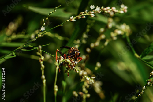 wasp on leaf © Michael