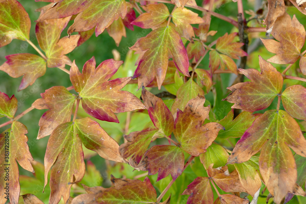 Peony leaves are colored yellow and red, concept of autumn, Natural Wallpaper Background Peony leaves are colored yellow and red, concept of autumn, Natural Wallpaper Background