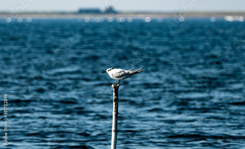 Tern sea bird resting on an old wooden pole by the sea. photo