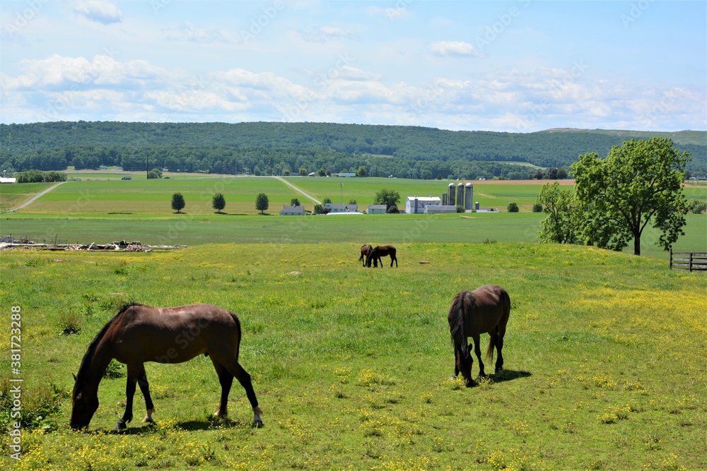 horses  out grazing.