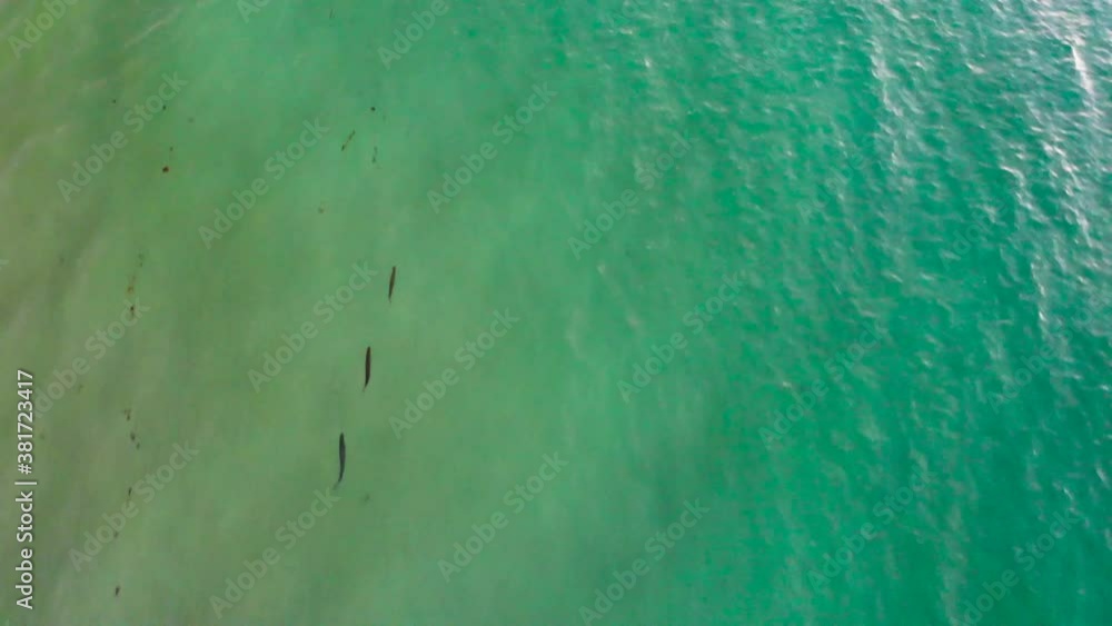 Three fish swimming together through ocean colourful ocean water Three fish swimming together through ocean colourful ocean water