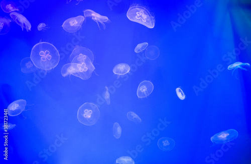 jellyfish in the aquarium © Photoworld