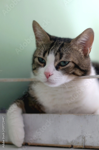 Cute tabby cat lying in white wooden crate. Selective focus.