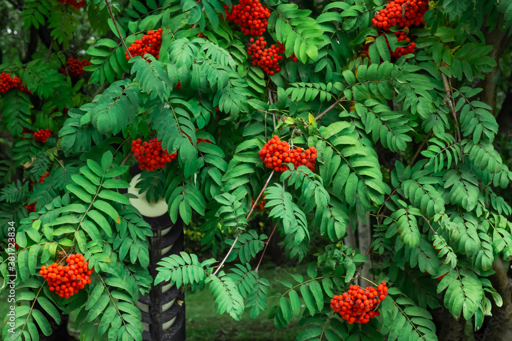 Clusters of red Mountain Ash berries on the branches with green leaves, rowan trees in summer autumn garden Clusters of red Mountain Ash berries on the branches with green leaves, rowan trees in summer autumn garden