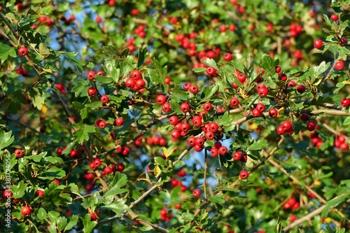 Red fruits of Midland hawthorn in golden sunlight, Natural Wallpaper Background