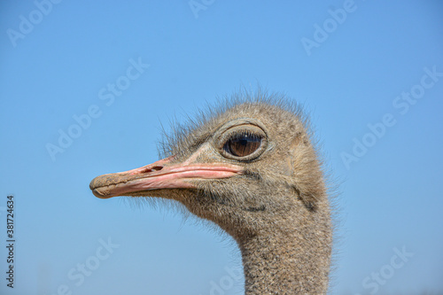 Ostrich portrait crestfallen in the foreground
