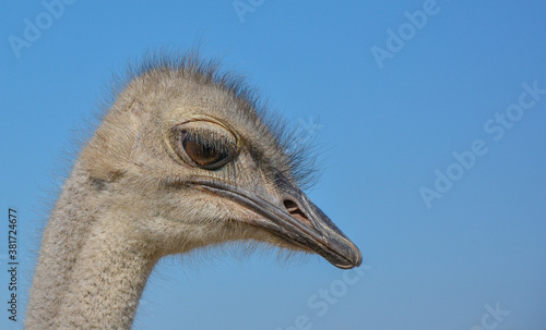 Ostrich portrait crestfallen in the foreground