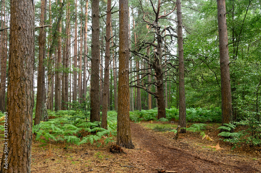 Obraz premium Forest and Woodland in Hampshire England uk