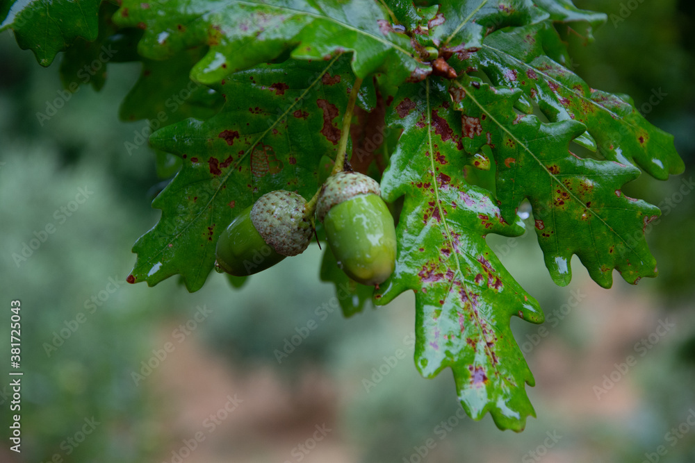 Obraz premium Fencing acorns wet from rain