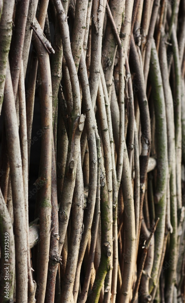 A wall of gray tree branches view A wall of gray tree branches view